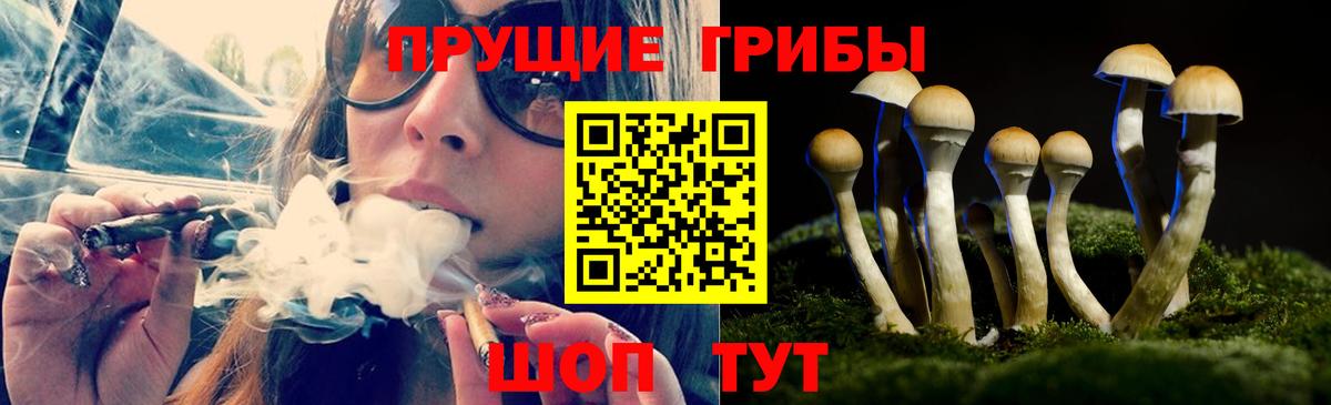 купить  сайты  Вход с VPN  Пенза  Псилоцибиновые грибы прущие грибы 